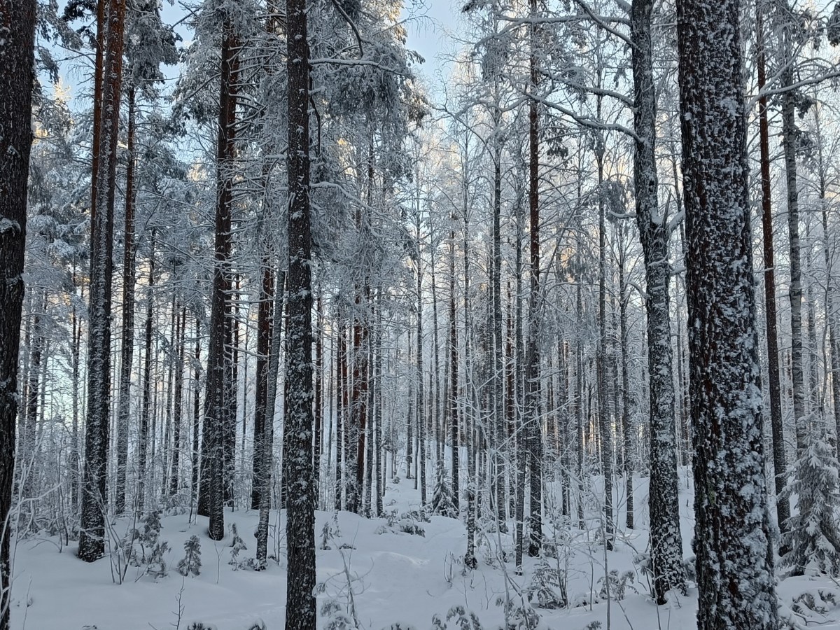 Kannattaako Suomessa kasvattaa&nbsp;sellupuuta