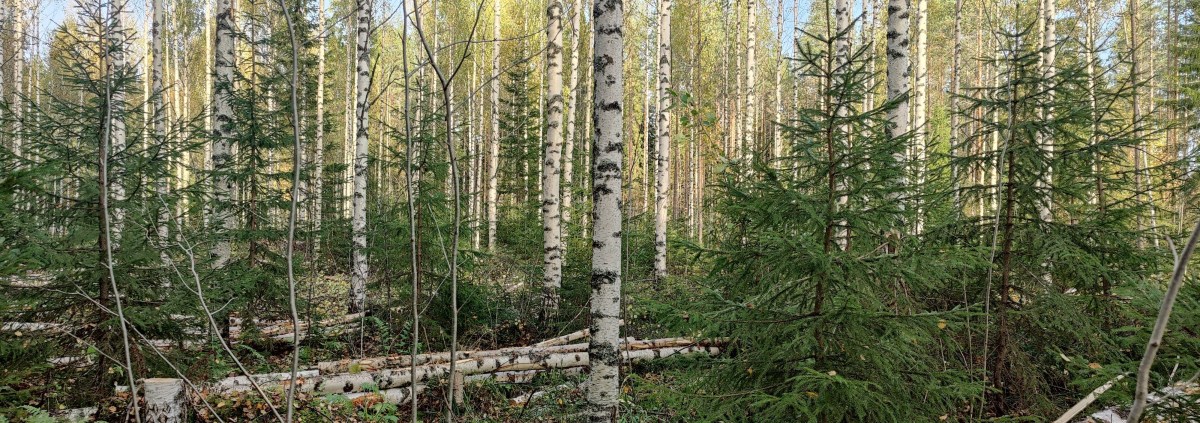 Paljonko metsässä pitää olla&nbsp;puuta?