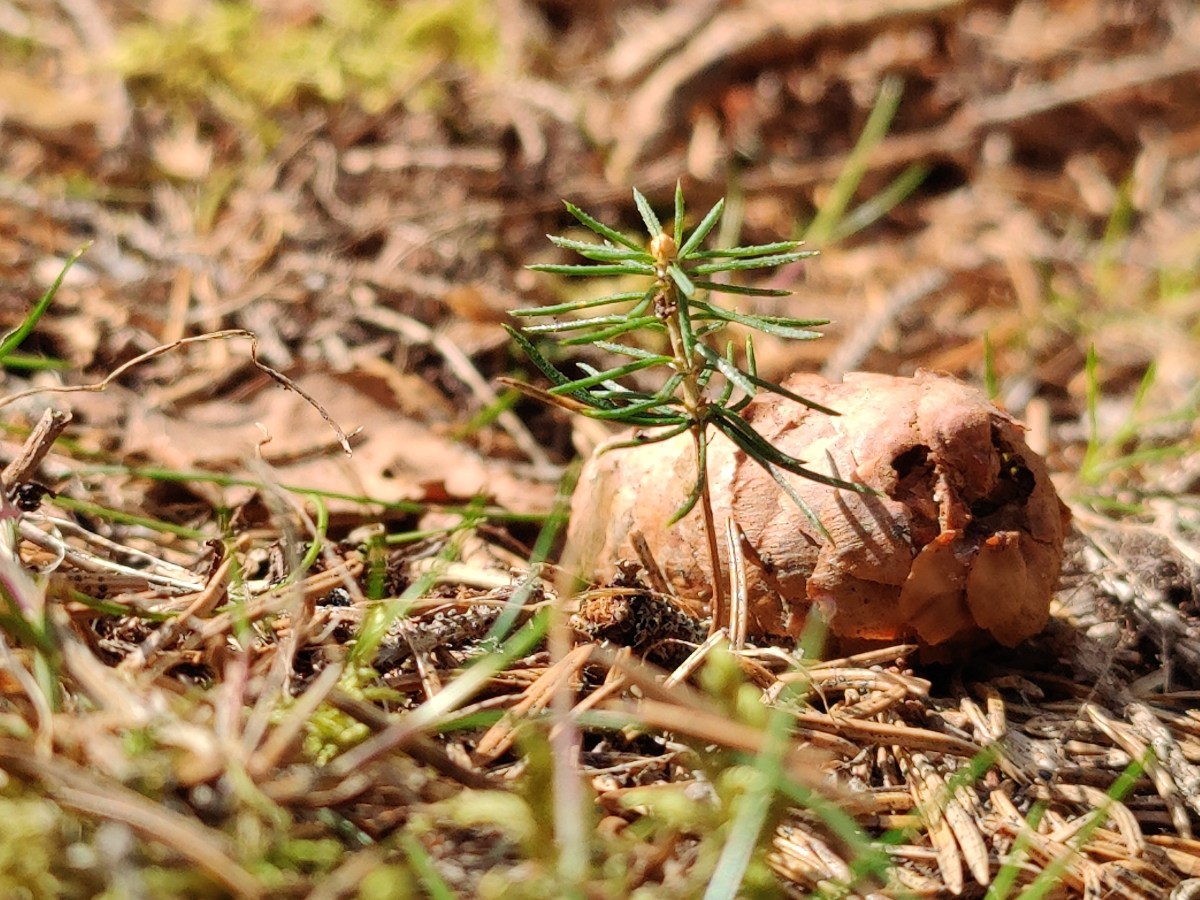 Älä puhu ekosysteemipalveluista