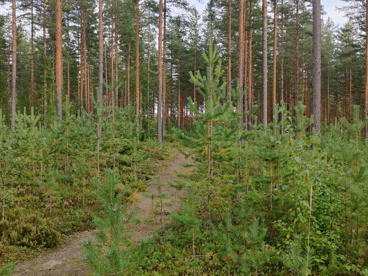 Ensimmäinen  jatkuvan kasvatuksen hakkuuni täytti 10 vuotta – miltä metsä näyttää&nbsp;nyt