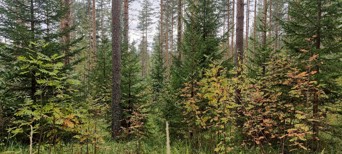 Vanhoja totuuksia jatkuvasta&nbsp;kasvatuksesta